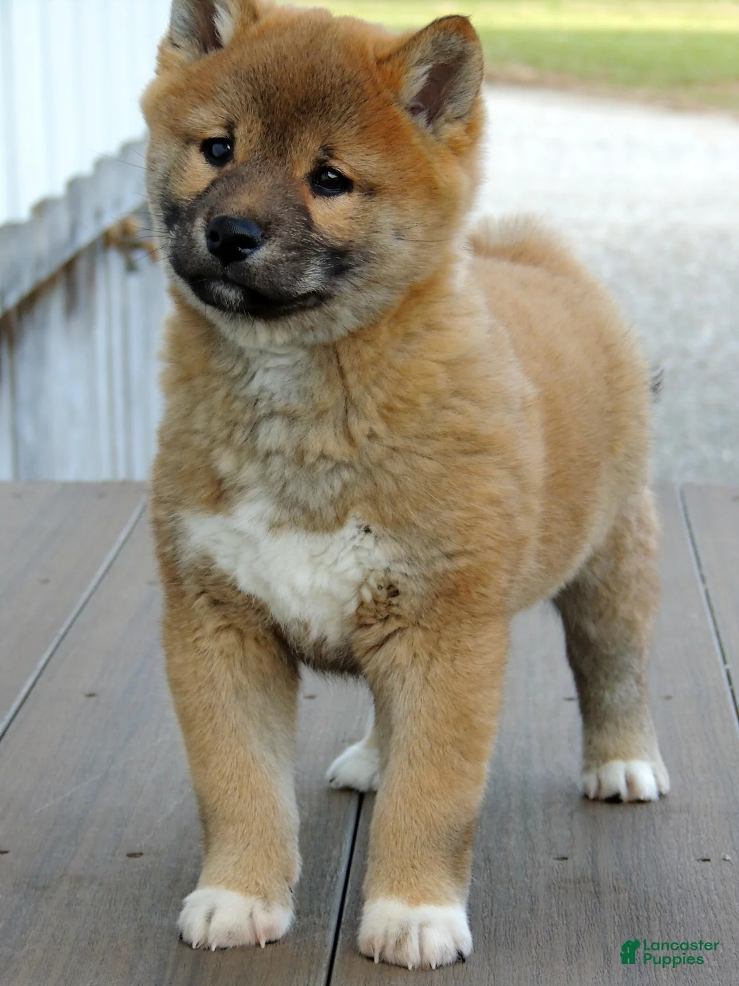 Shiba Inu dogs for sale: BINGO - Ad 8