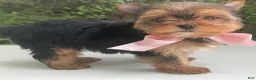 Biewer Terrier dogs for sale: Inka - Ad 3