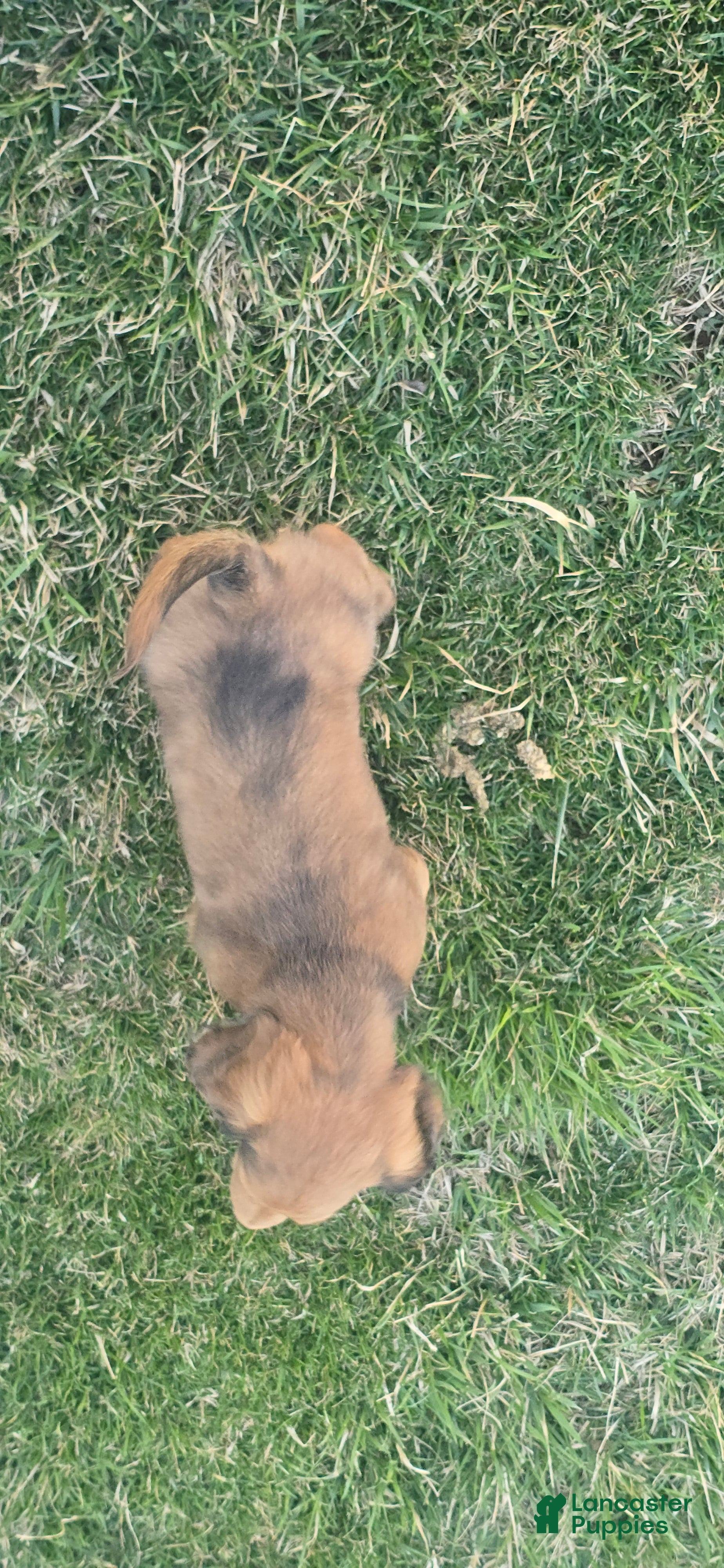 Miniature Dachshund dogs Dav - Ad 2