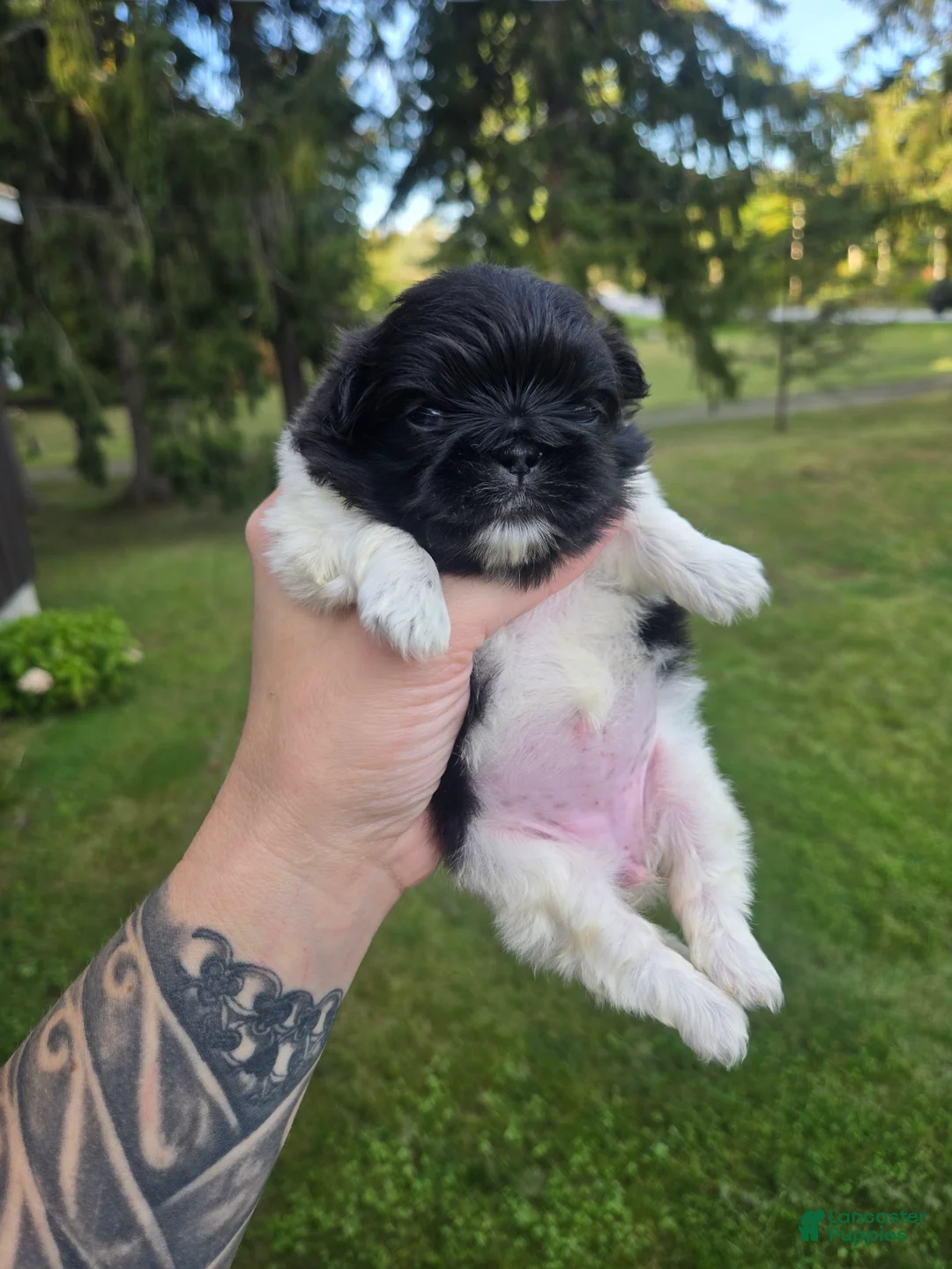 Pekingese dogs for sale: Deja Vu - Ad 1