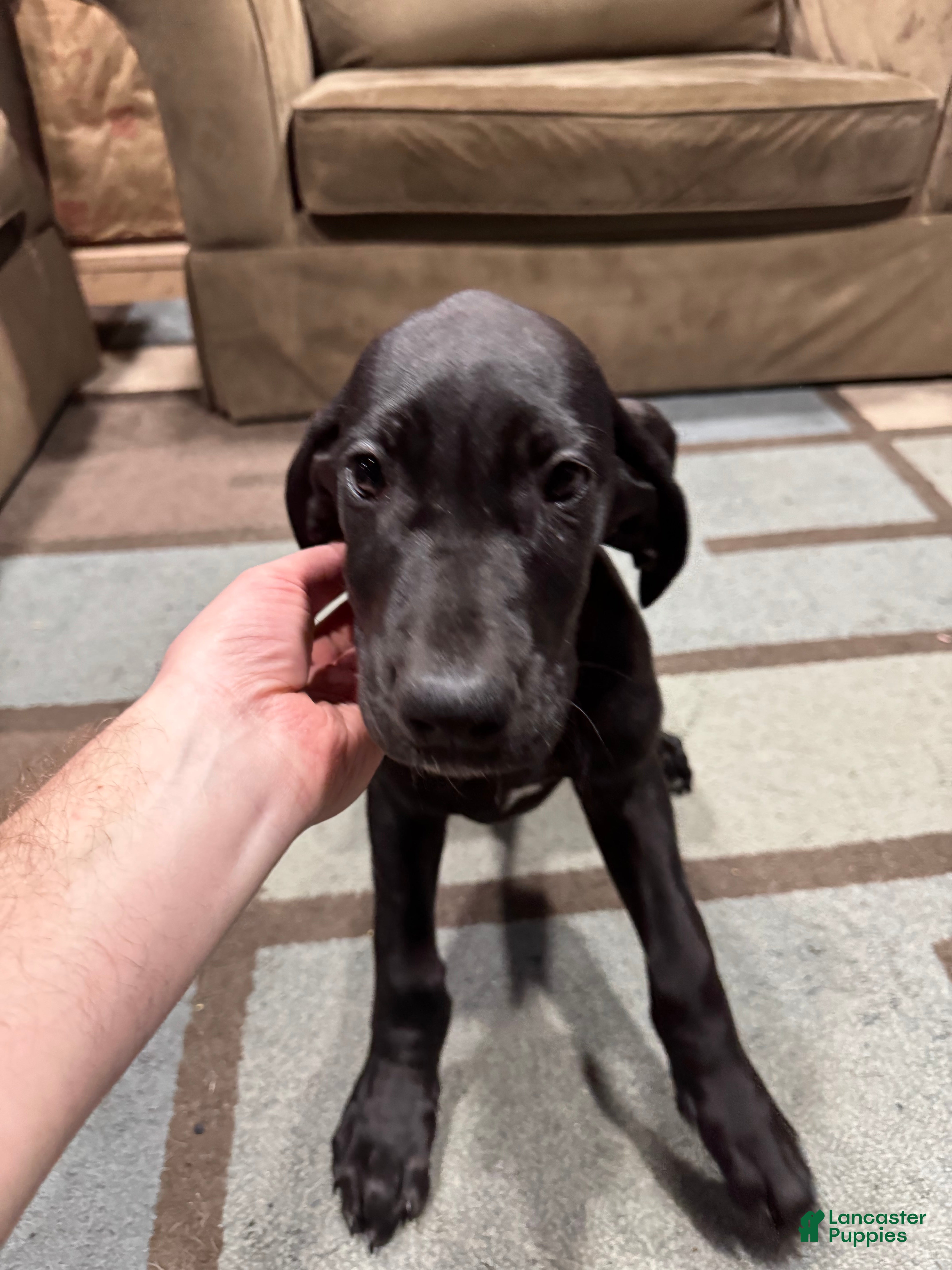 Great Dane dogs Elphie - Ad 36