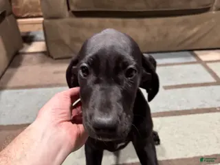 Great Dane dogs Elphie - Ad 36