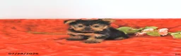 Yorkshire Terrier dogs for sale: Tiny   EXTRA SMALL - Ad 4