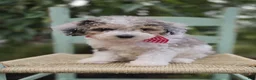 Mini Sheepadoodle dogs for sale: Trish - Ad 2