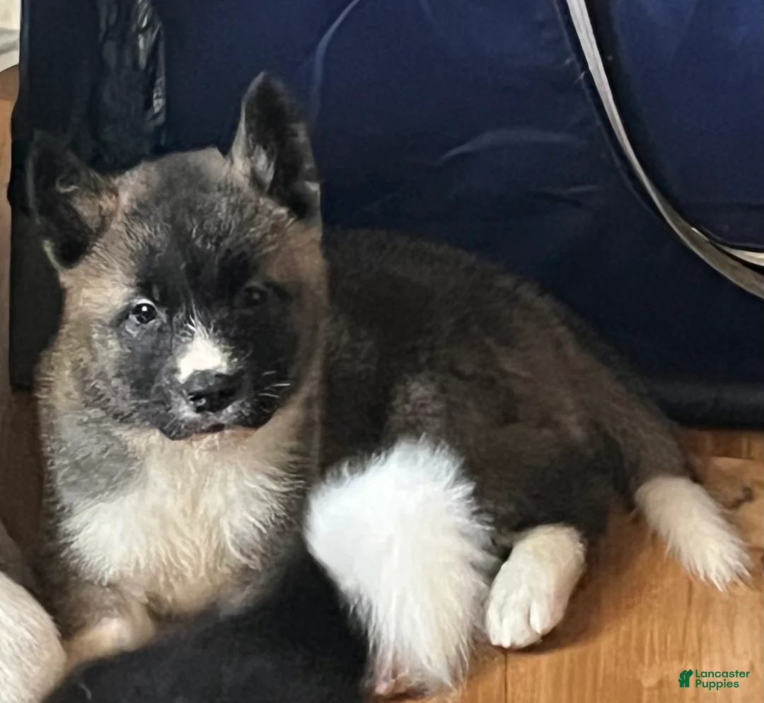 Akita dogs for sale: Akita Puppy 3 - Ad 14
