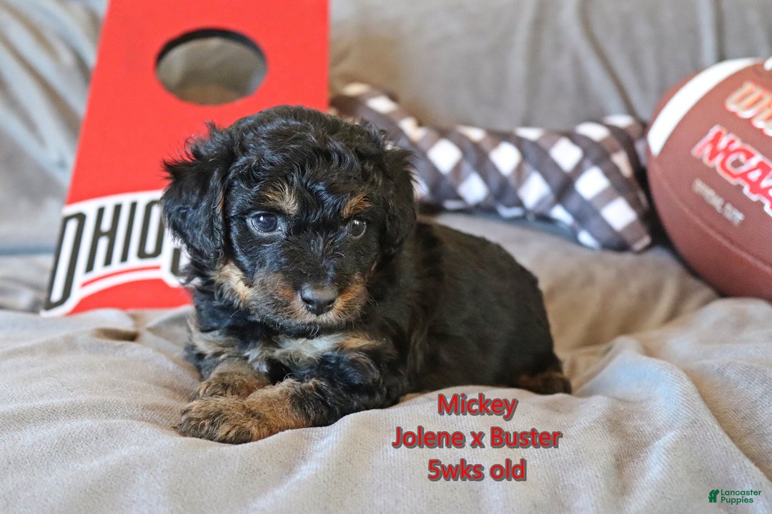 Mini Aussiedoodle dogs for sale: Mickey - Ad 2