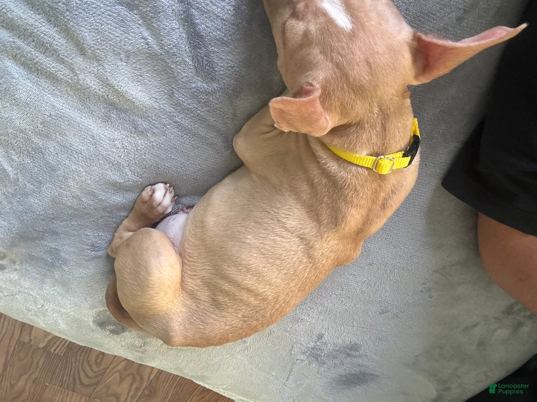 American Pit Bull Terrier dogs for sale: American Pit Bull Terrier Puppy 1 - Ad 4