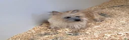 Cairn Terrier dogs for sale: Julie - Ad 16