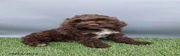 Cockapoo dogs for sale: Amber - Ad 4