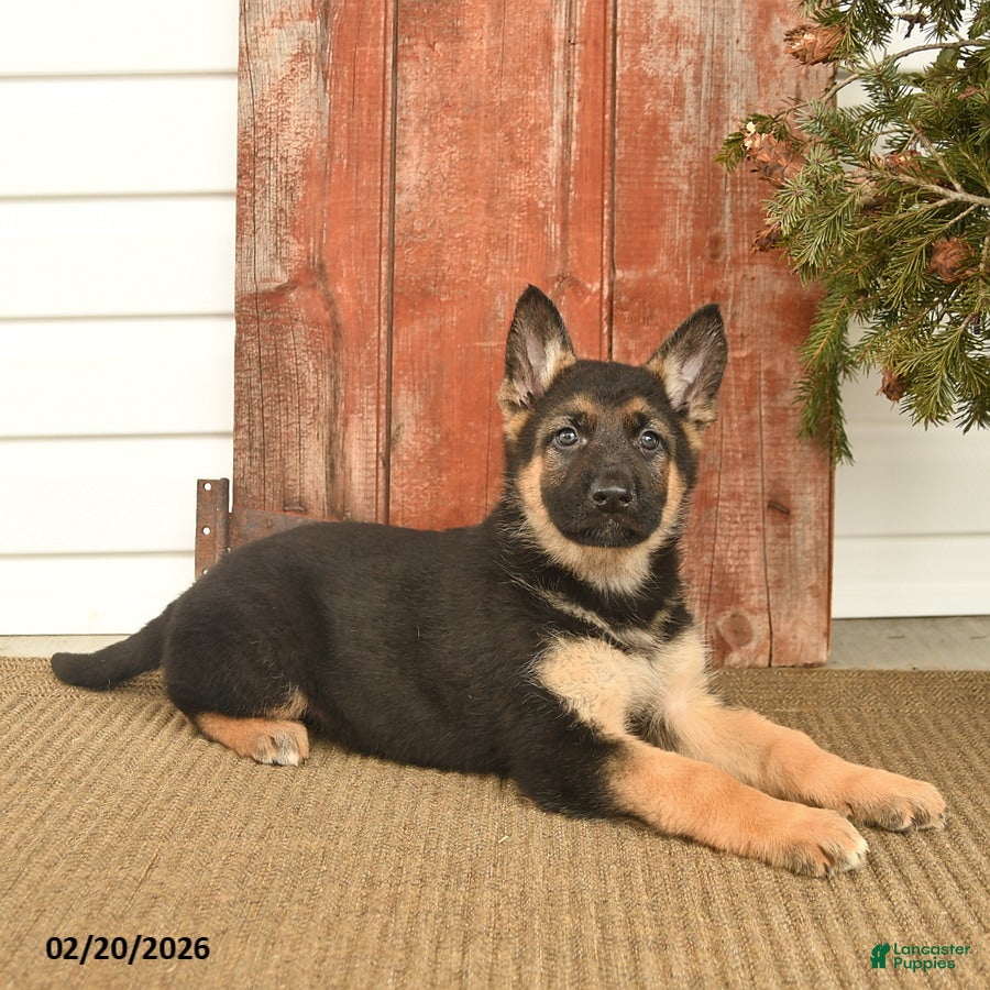 German Shepherd dogs Boone  - Ad 2