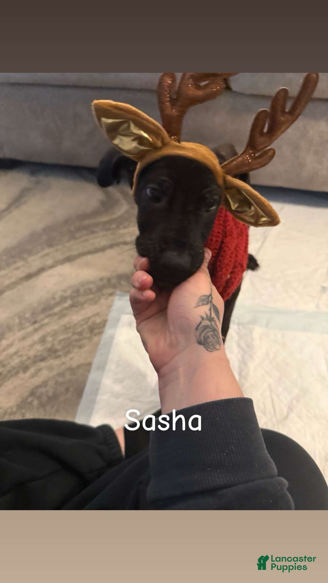 Great Dane dogs for sale: Maximus  - Ad 17