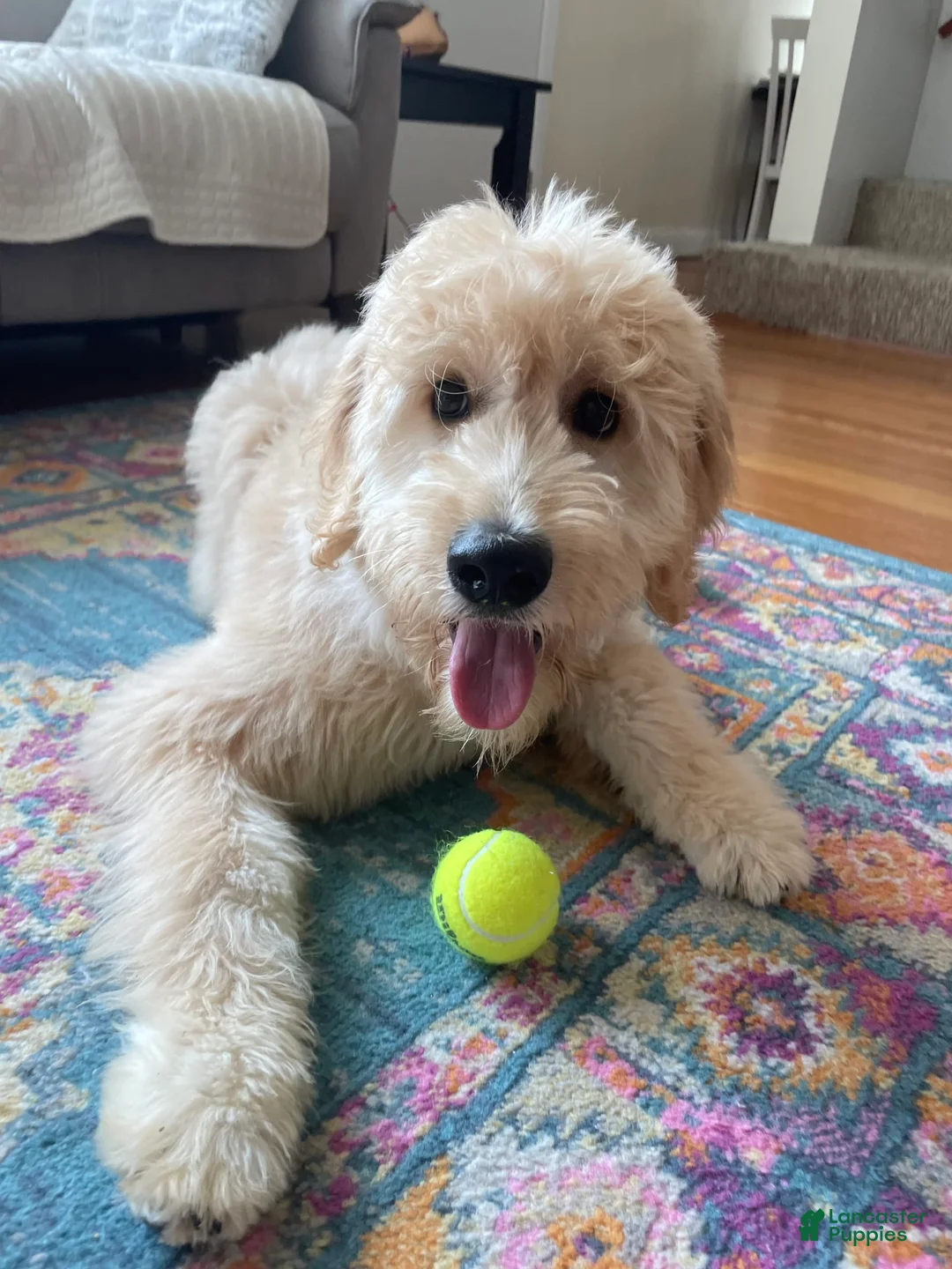 Gallery Image {{count}}