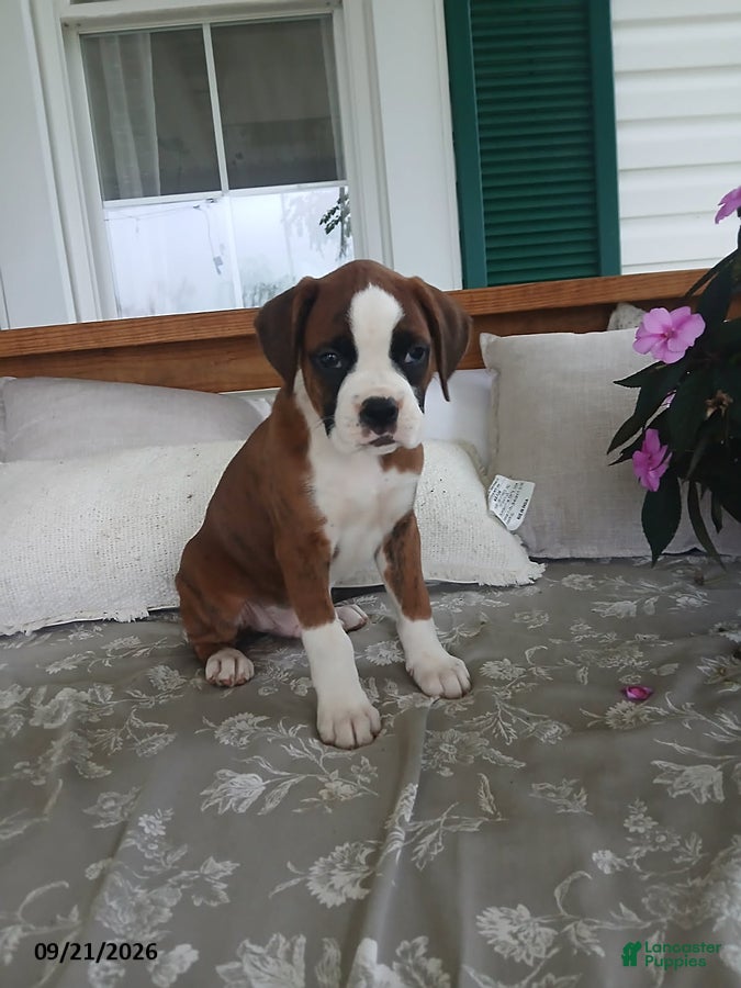 Boxer dogs Arthur - Ad 1
