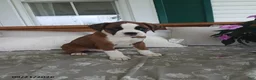 Boxer dogs for sale: Arthur - Ad 1