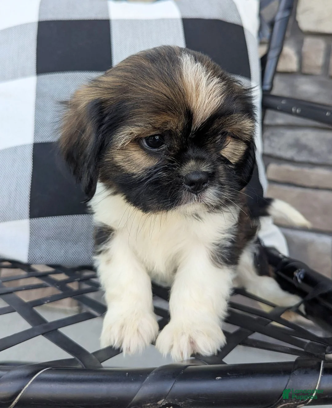 Mixed Breed dogs for sale: Sonya - Ad 1