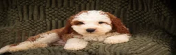 Cavapoo dogs for sale: Larry Cavapoo  - Ad 7