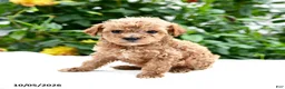 Mini Goldendoodle dogs for sale: Polly - Ad 8