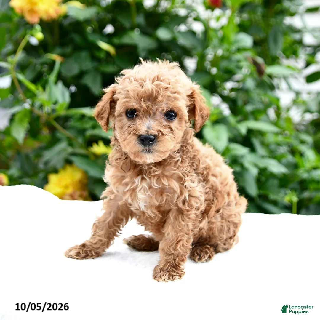 Mini Goldendoodle dogs for sale: Polly - Ad 8