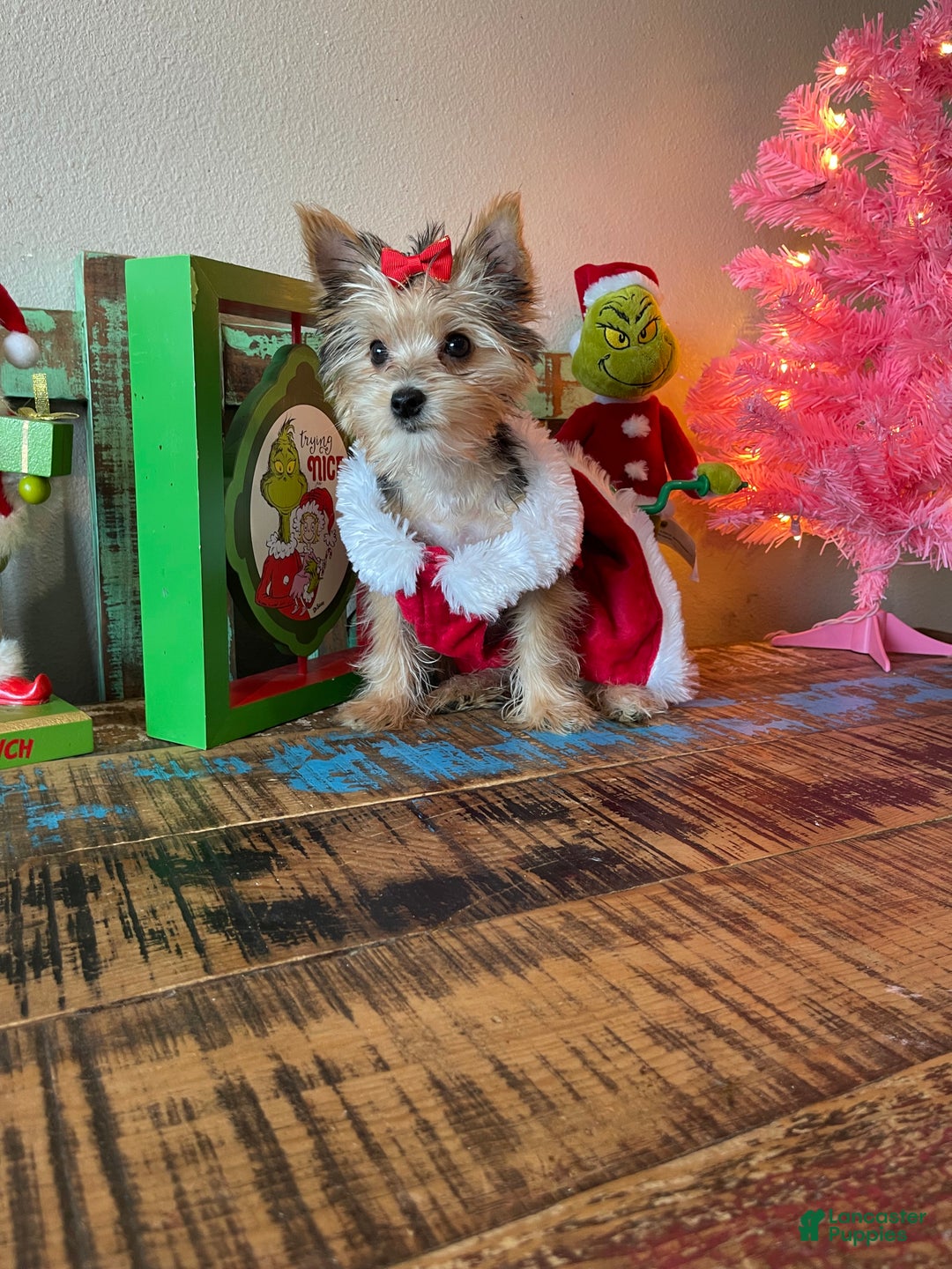 Yorkshire Terrier dogs for sale: Meet Lulu - Ad 6