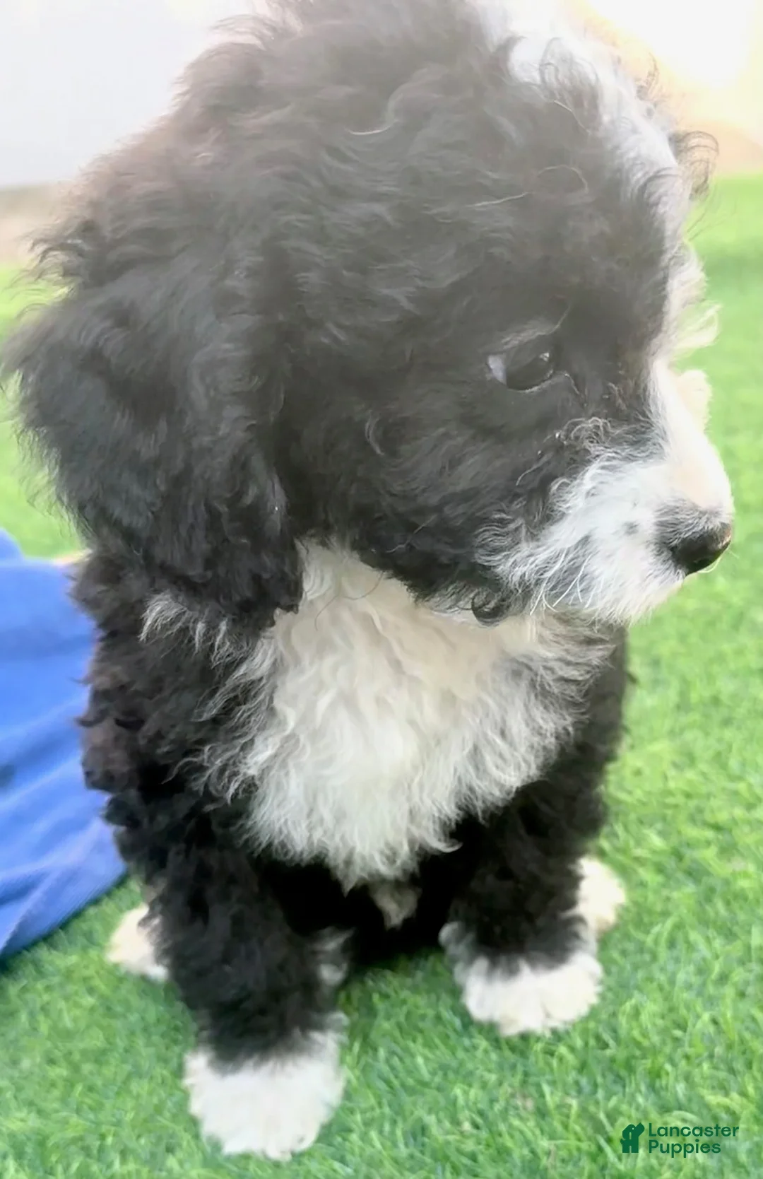 Mini Aussiedoodle dogs for sale: Lincoln - Ad 4
