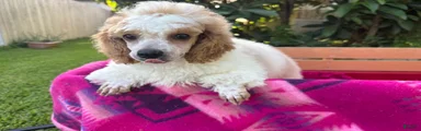 Toy Poodle 3