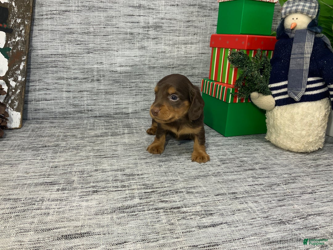 Miniature Dachshund dogs for sale: Nick - Ad 1