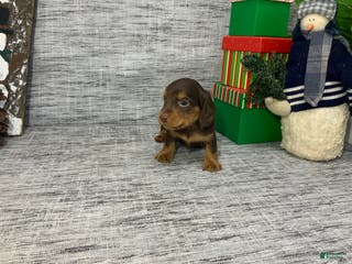 Miniature Dachshund dogs Nick - Ad 42