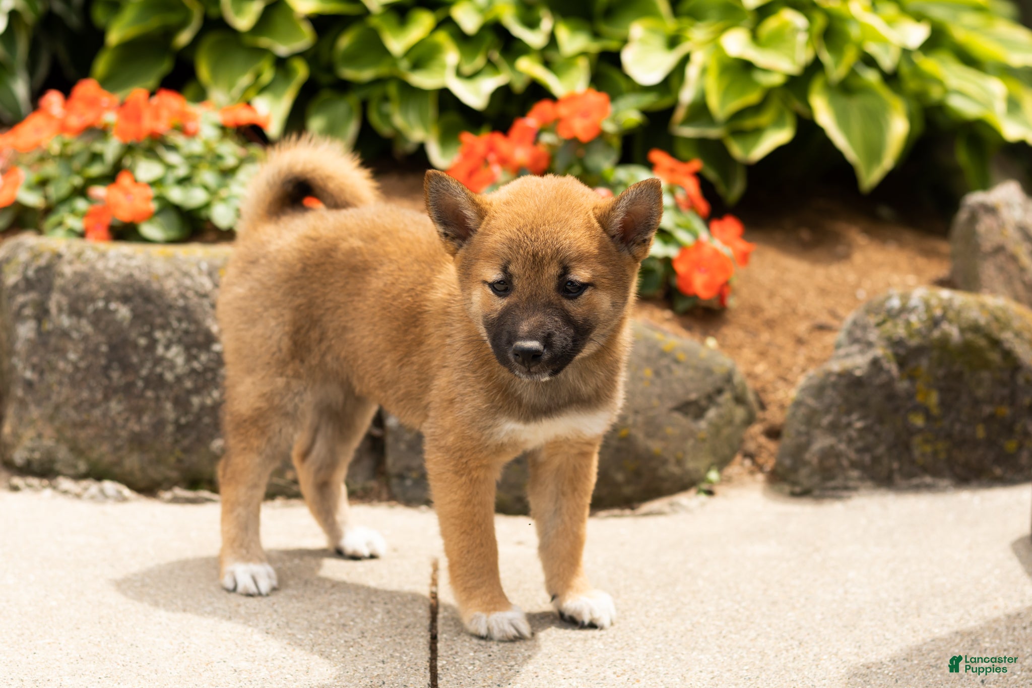 Shiba Inu dogs Jin  - Ad 19
