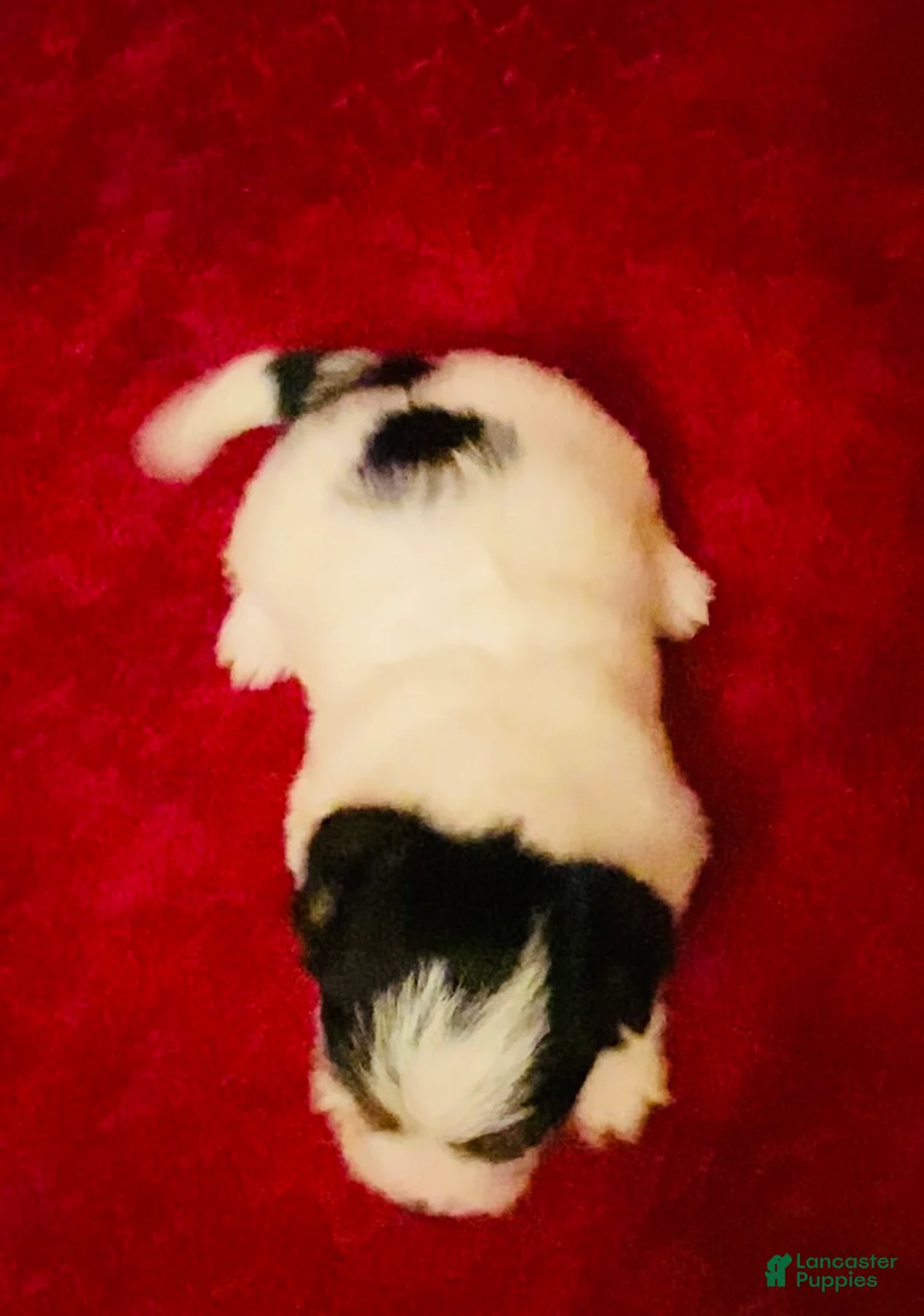 Jack Russell Terrier dogs for sale: Jack Russell Terrier Puppy 4 - Ad 5