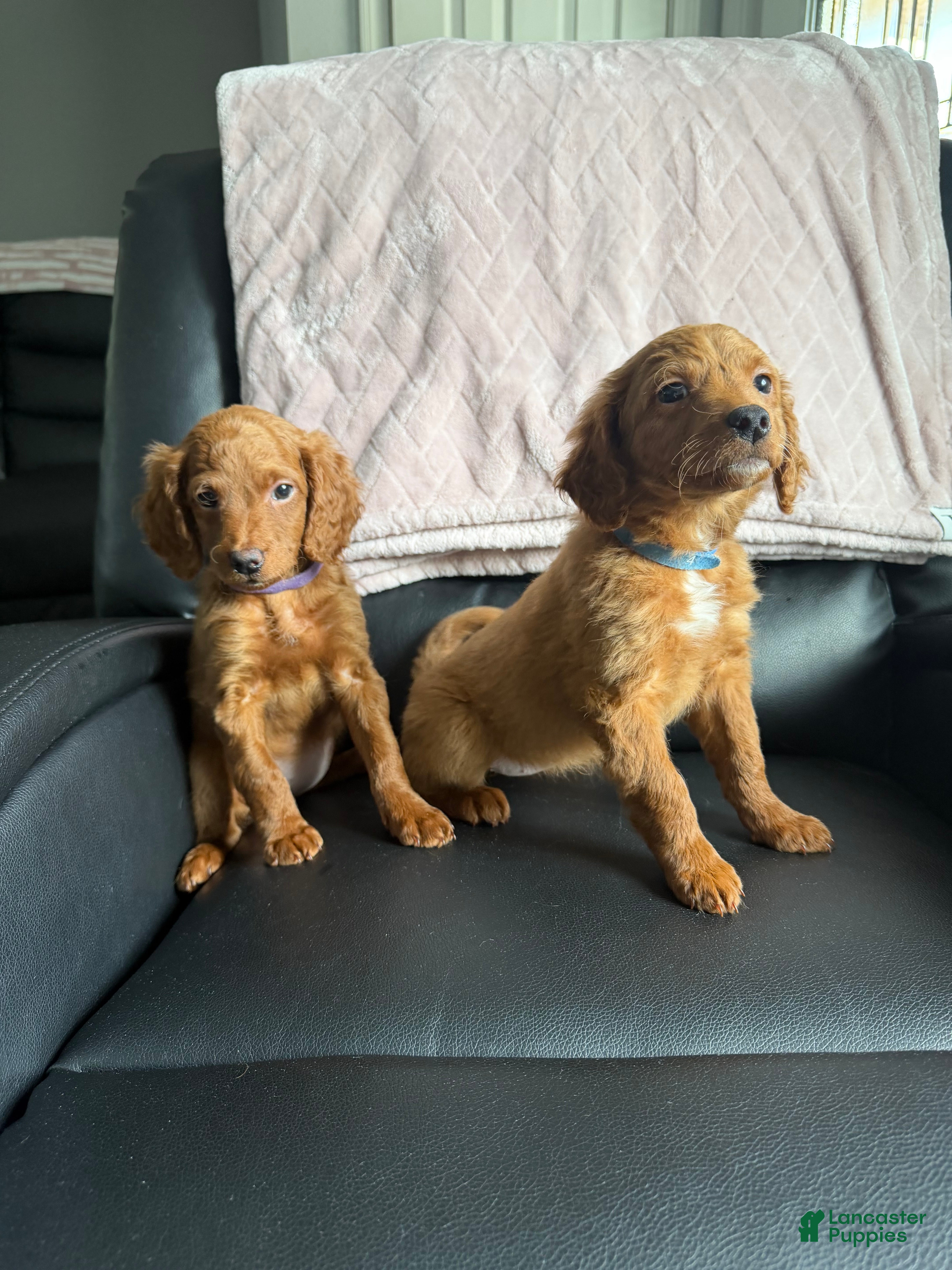 Mini Goldendoodle dogs Mini Goldendoodle 4 - Ad 40