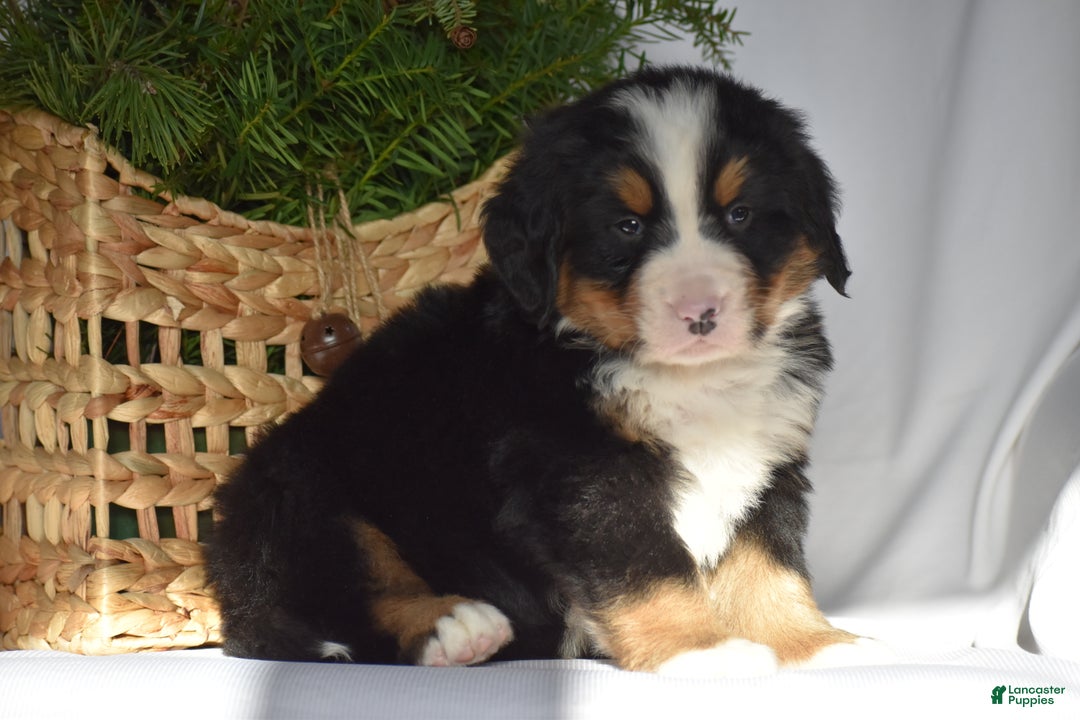 Bernese Mountain Dog dogs for sale: Ryder - Ad 6