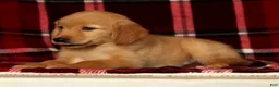 Golden Retriever dogs for sale: Rex - Ad 6