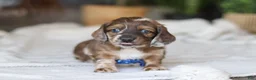Miniature Dachshund dogs for sale: Keilbasa - Ad 3