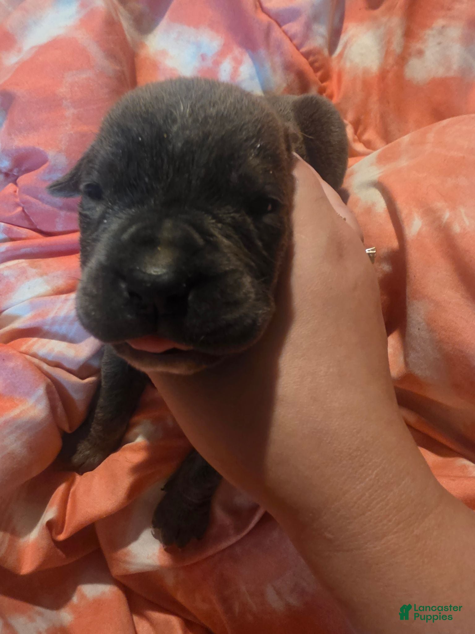 Cane Corso dogs Cane Corso 2 - Ad 31