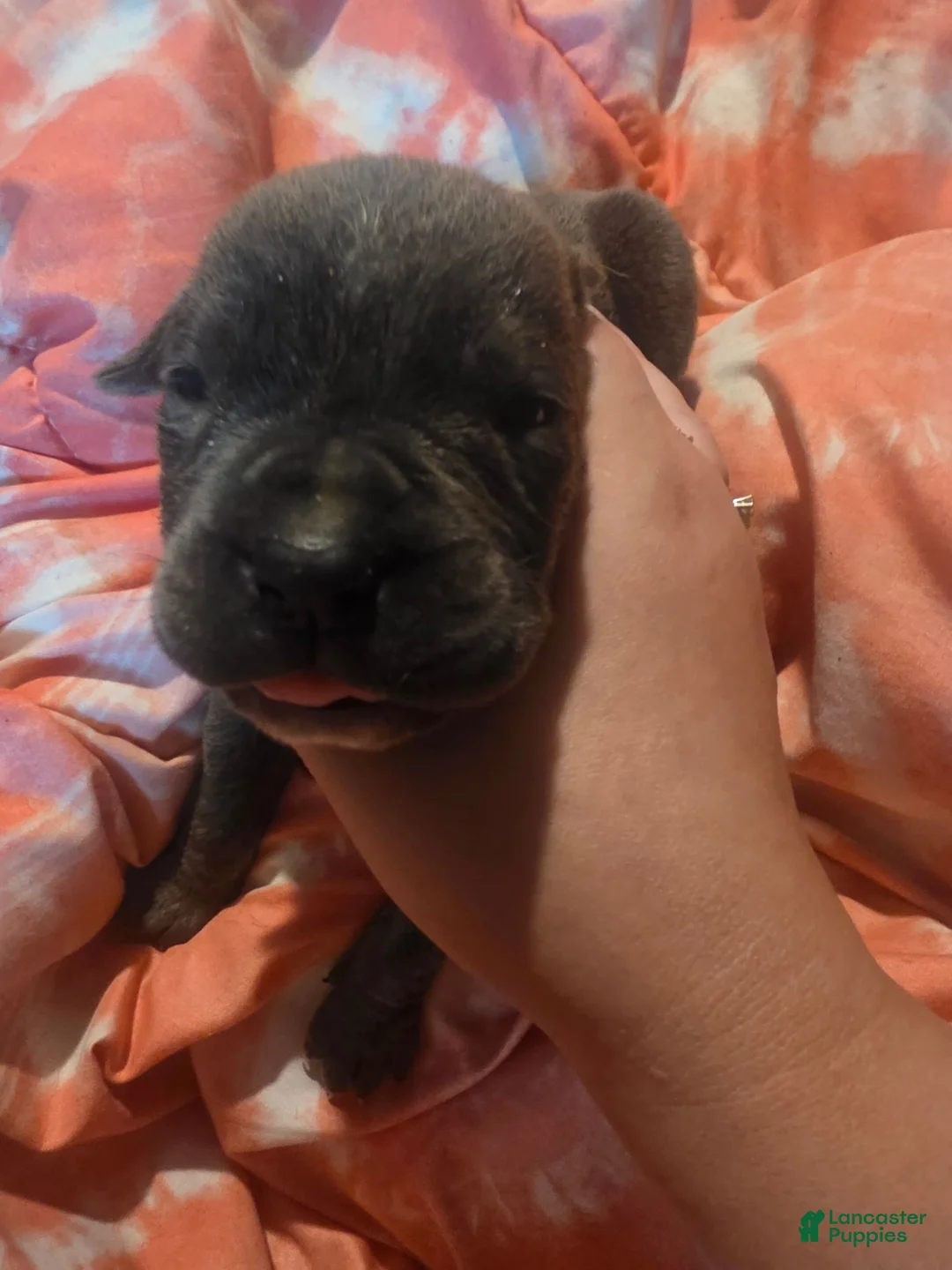 Cane Corso dogs for sale: Cane Corso 2 - Ad 1