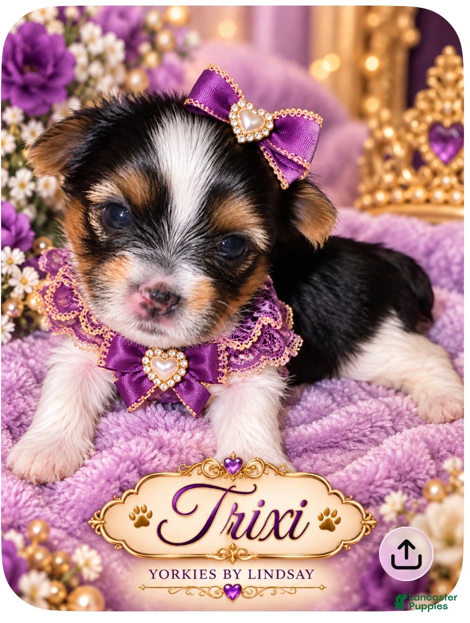 Yorkshire Terrier dogs Trixi | Yorkshire Terrier 7 - Ad 2