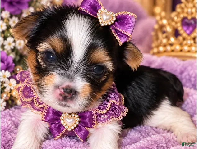 Yorkshire Terrier dogs for sale: Trixi | Yorkshire Terrier 7 - Ad 2