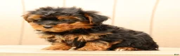 Morkie dogs for sale: Dawn - Ad 9