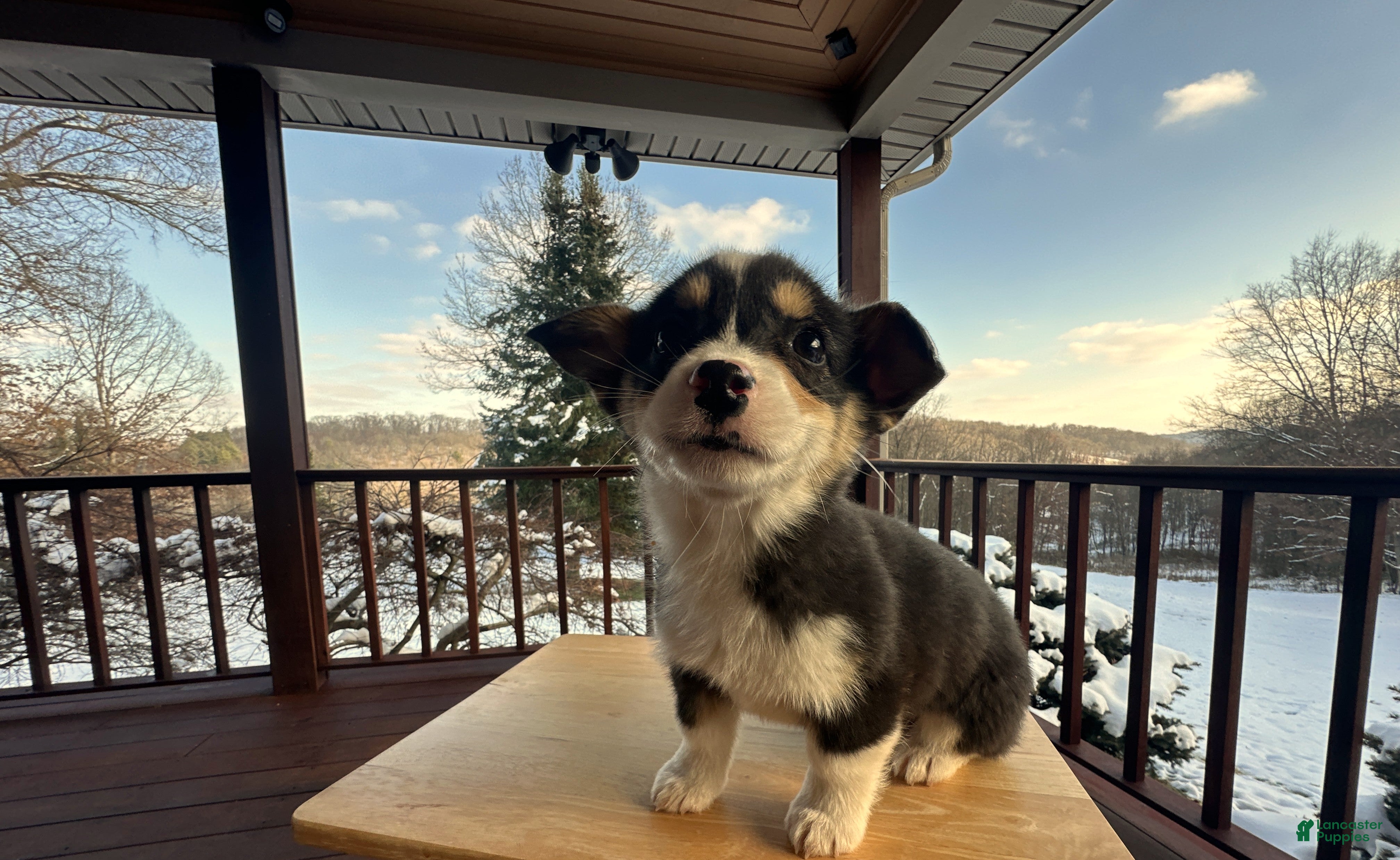 Welsh Corgi Pembroke dogs Jackson - Ad 15