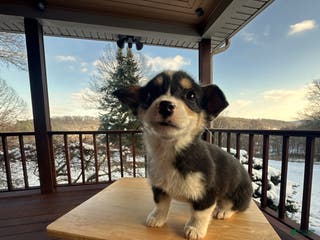 Welsh Corgi Pembroke dogs Jackson - Ad 8