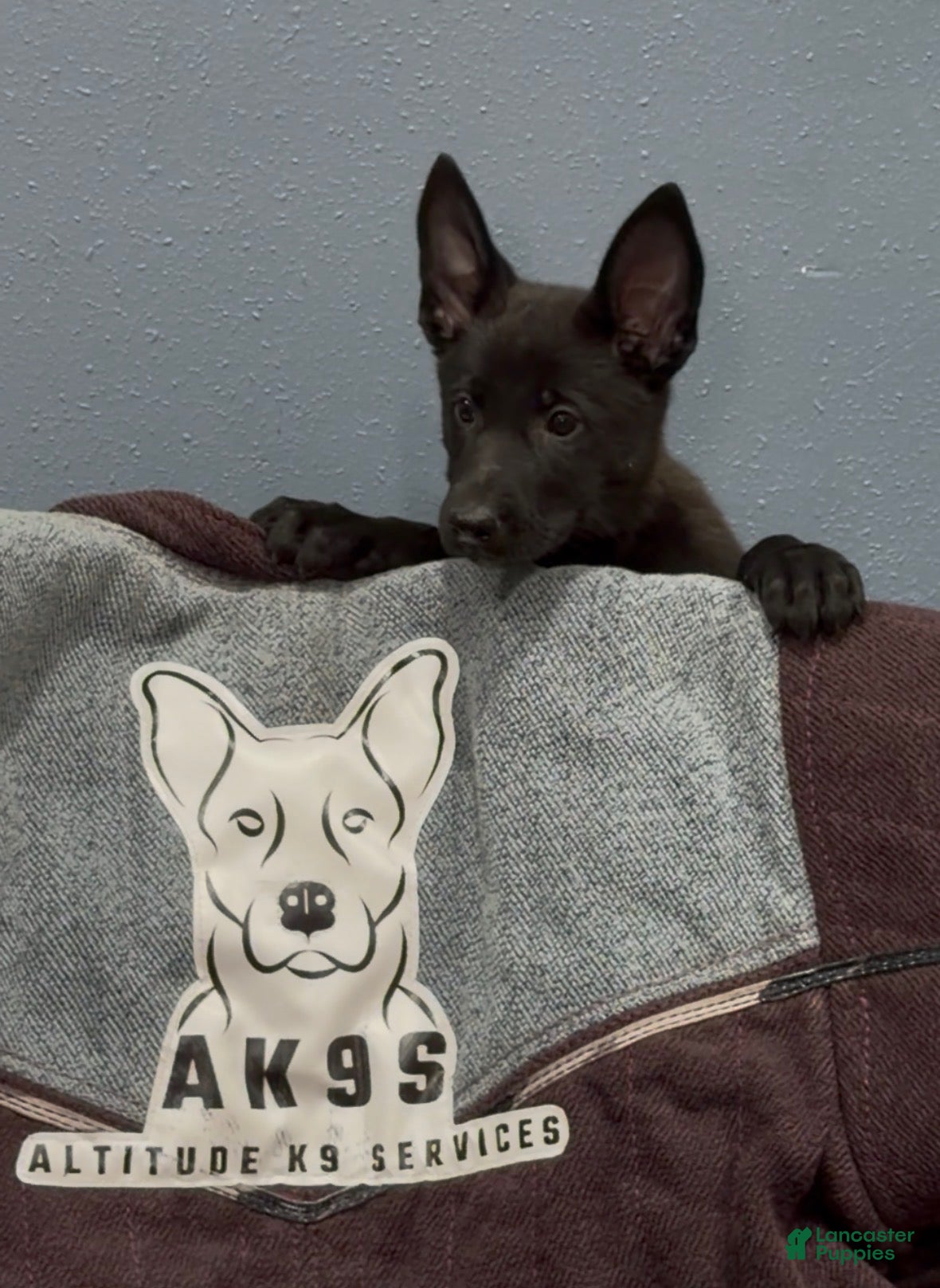 Mixed Breed dogs Girl 4 - Ad 28