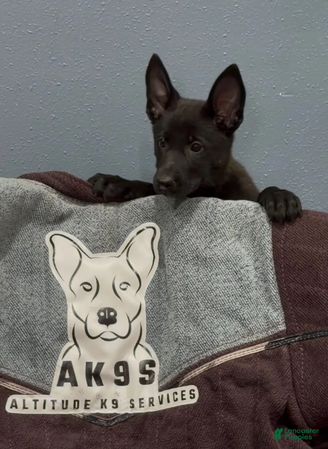 Mixed Breed dogs for sale: Girl 4 - Ad 1
