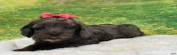 Cavapoo dogs for sale: Belle - Ad 3
