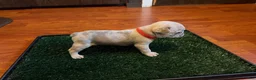French Bulldog dogs for sale: Snow - Ad 3