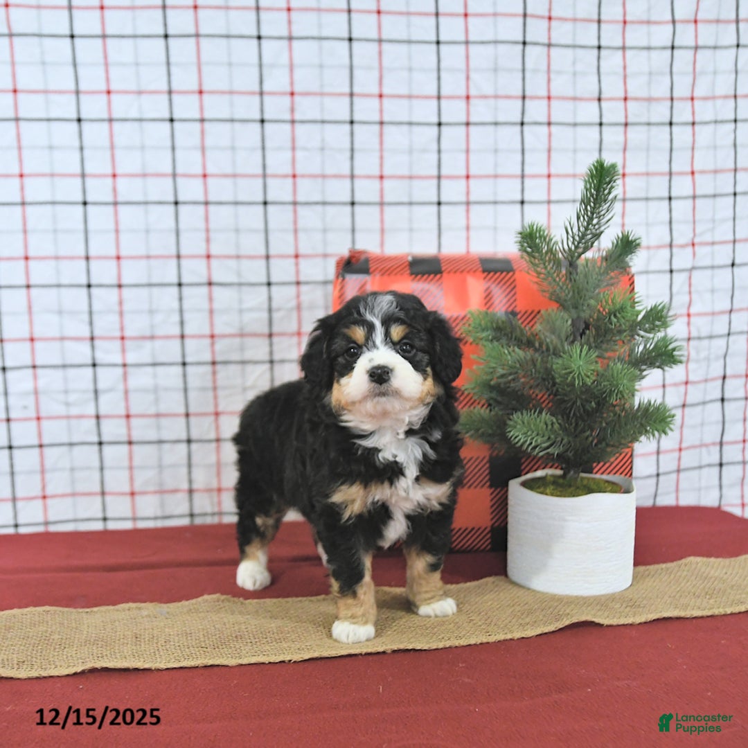 Mini Aussiedoodle dogs for sale: Joy EXTRA SMALL - Ad 4