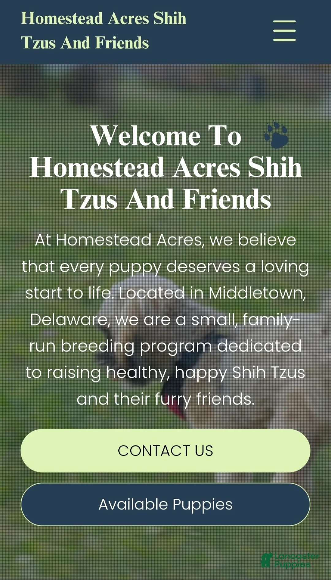 Teddy Bear dogs for sale: Bonnie - Ad 6