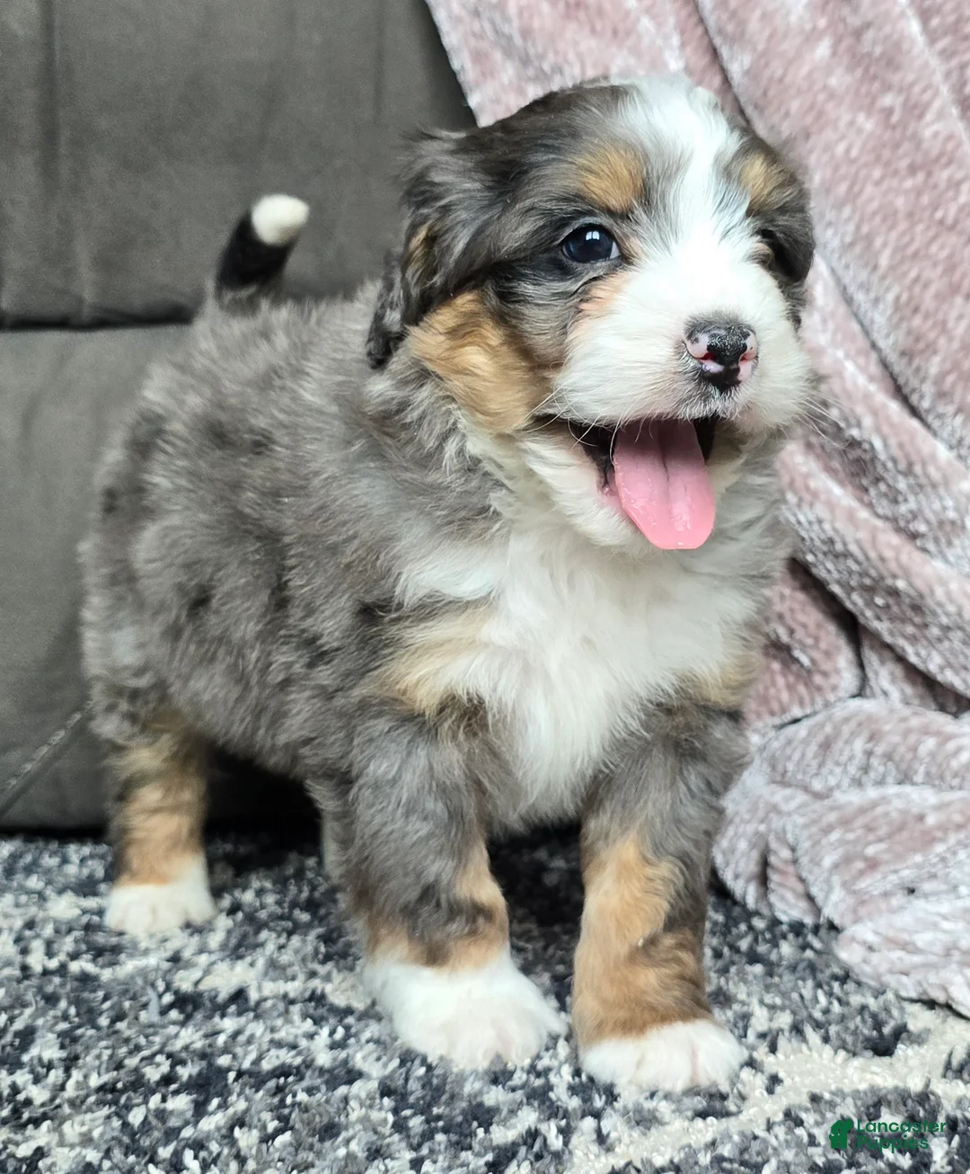 Mini Bernedoodle dogs for sale: Mini Archie - Ad 15