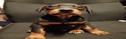 Doberman Pinscher dogs for sale: Gru - Ad 2