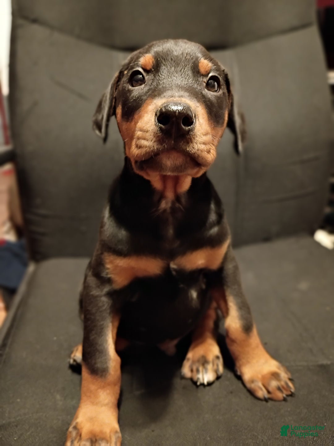 Doberman Pinscher dogs for sale: Gru - Ad 2