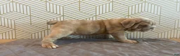 English Bulldog dogs for sale: Lucy - Ad 6